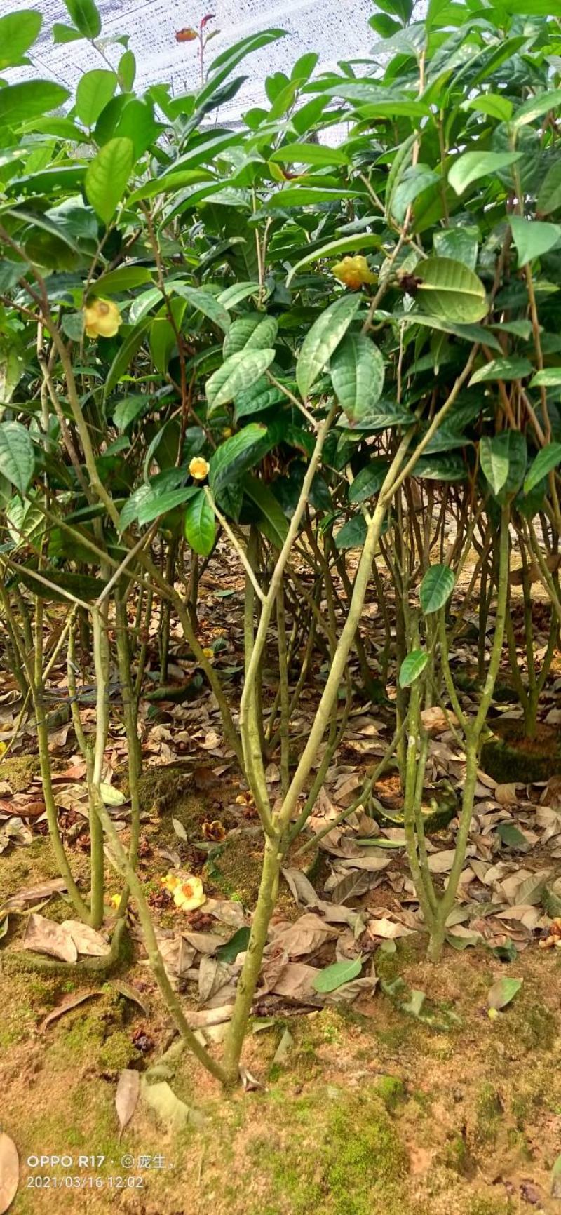 1米5高金花茶苗，金花茶大苗，防城港金花茶苗金花茶大苗。