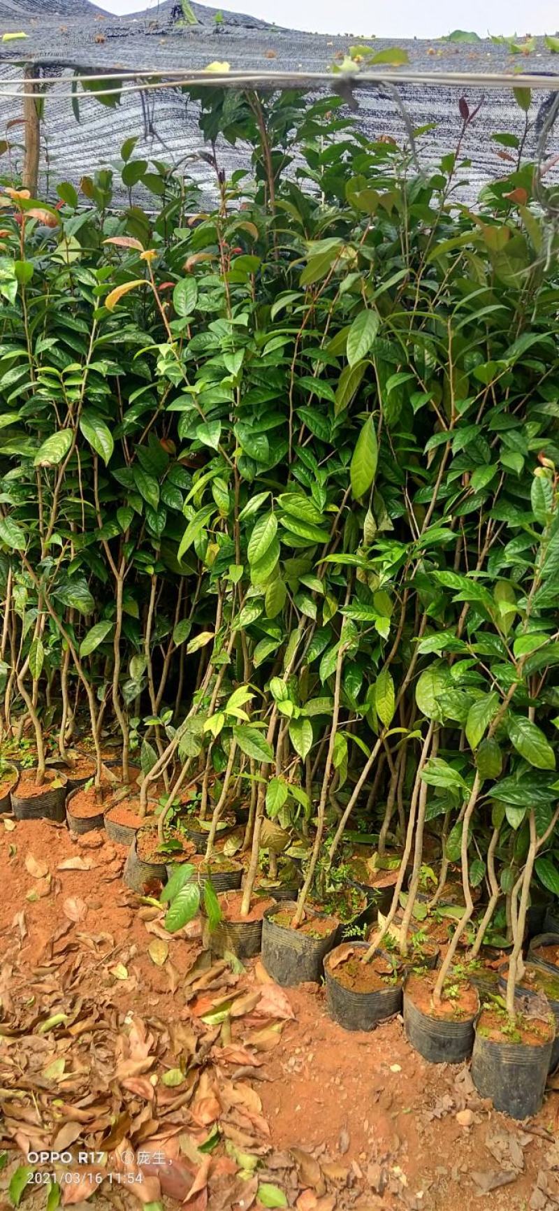 1米5高金花茶苗，金花茶大苗，防城港金花茶苗金花茶大苗。