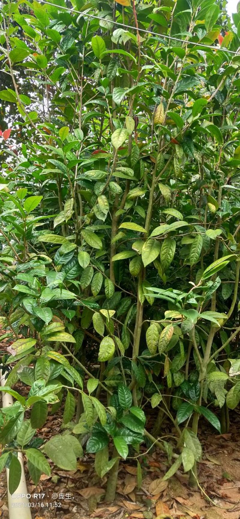 1米5高金花茶苗，金花茶大苗，防城港金花茶苗金花茶大苗。