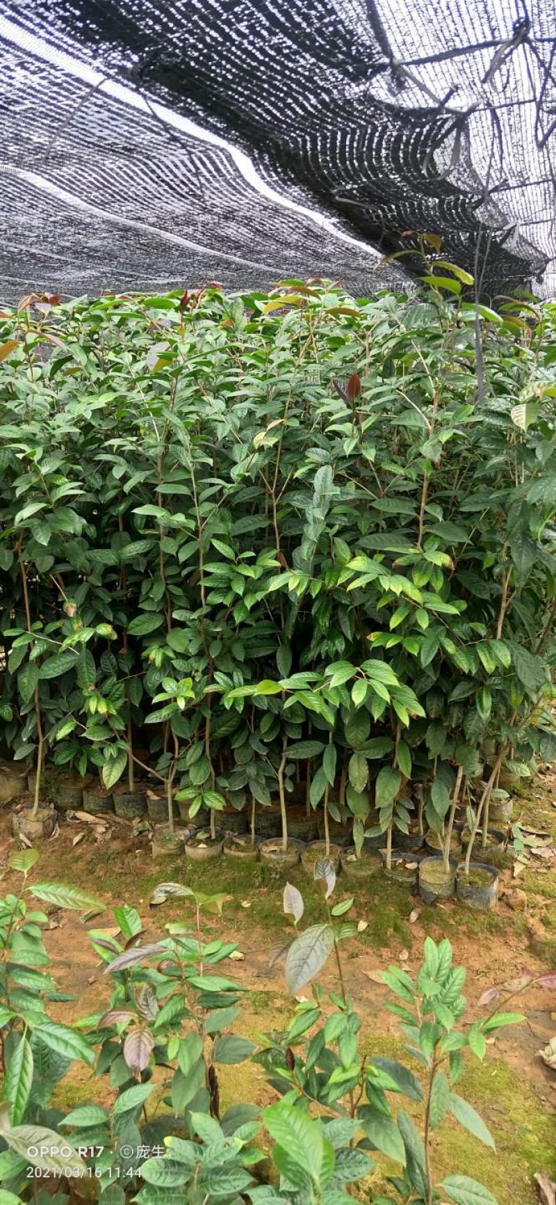 1米5高金花茶苗，金花茶大苗，防城港金花茶苗金花茶大苗。