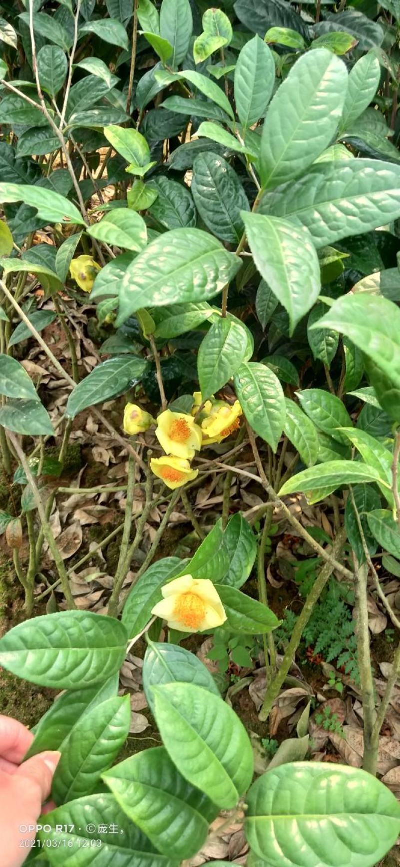 1米5高金花茶苗，金花茶大苗，防城港金花茶苗金花茶大苗。