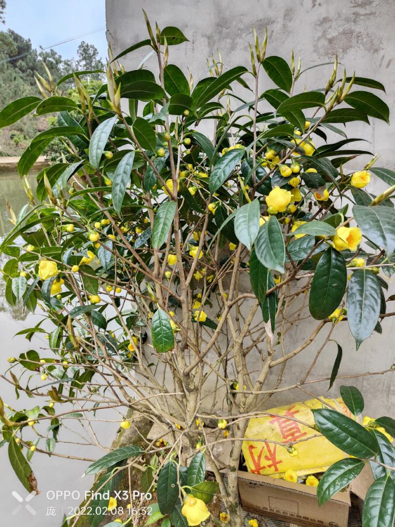 1米5高金花茶苗，金花茶大苗，防城港金花茶苗金花茶大苗。