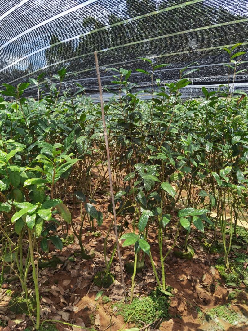 1米5高金花茶苗，金花茶大苗，防城港金花茶苗金花茶大苗。