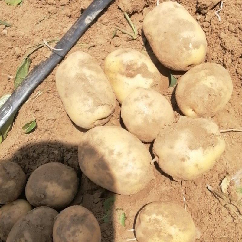 土豆沃土5，沃土加，实验以及其他品种，产地直发，大量供应