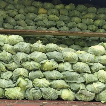 宜昌球白甘蓝高山圆包菜奥奇娜包菜现货供应自家种植量大详谈