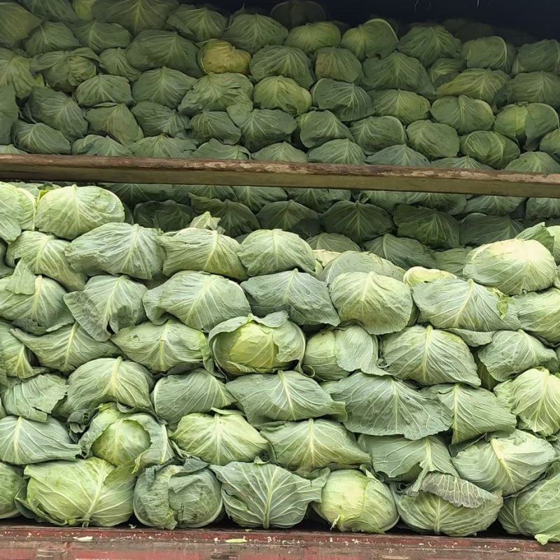 宜昌球白甘蓝高山圆包菜奥奇娜包菜现货供应自家种植量大详谈