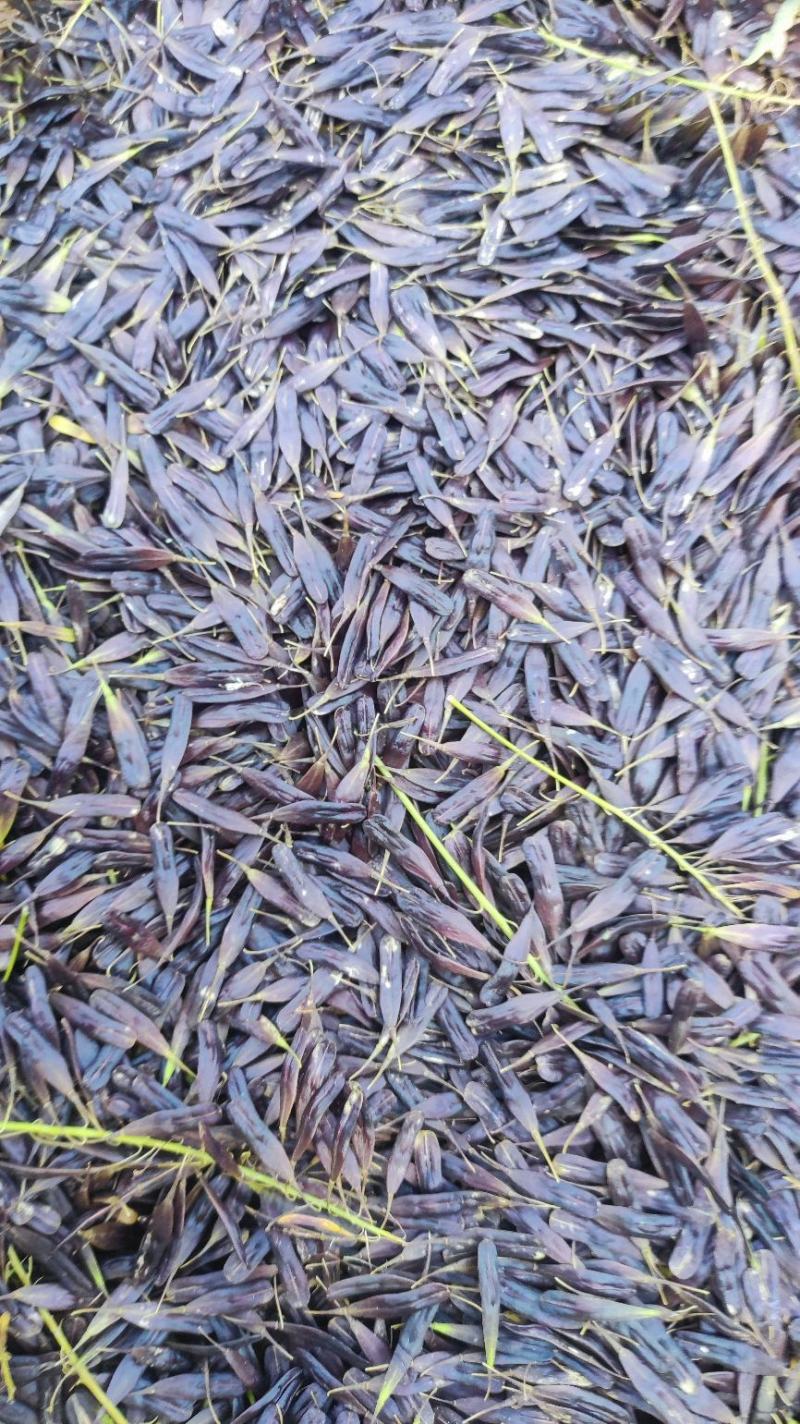 【推荐】板兰根籽出售，量大价优，欢迎进店联系