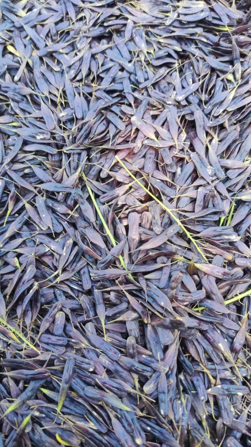 【推荐】板兰根籽出售，量大价优，欢迎进店联系