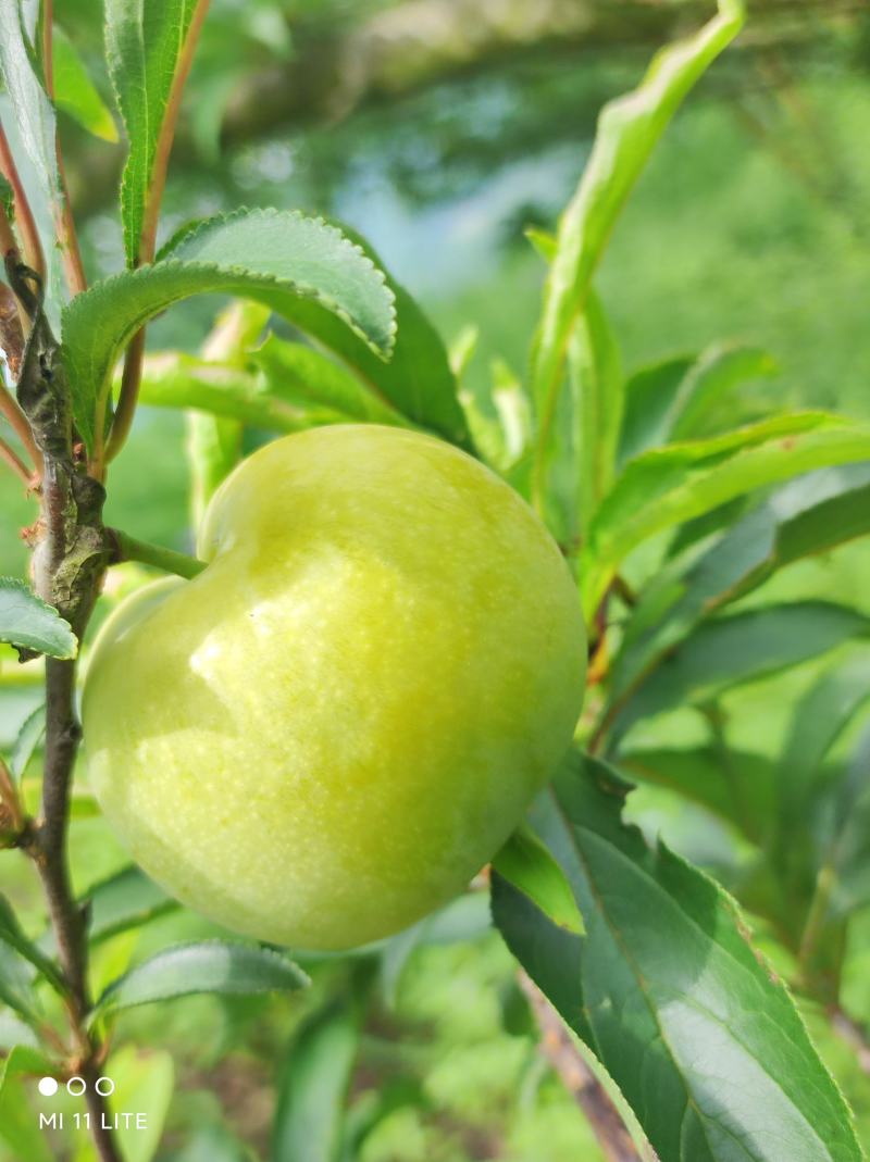 正宗蜂糖李