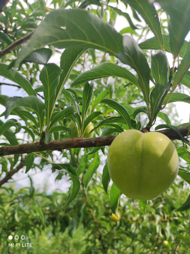 正宗蜂糖李