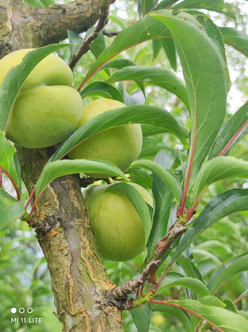 正宗蜂糖李