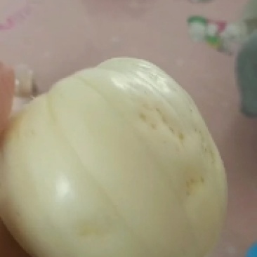 新开原香瓜