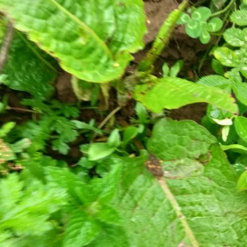 中药材土大黄，野生自采四川凉山德昌发货。