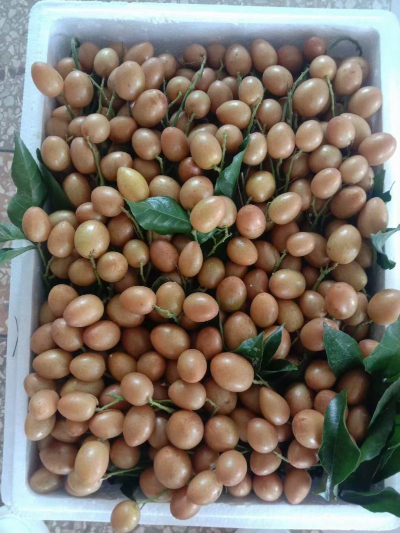 黑黄皮