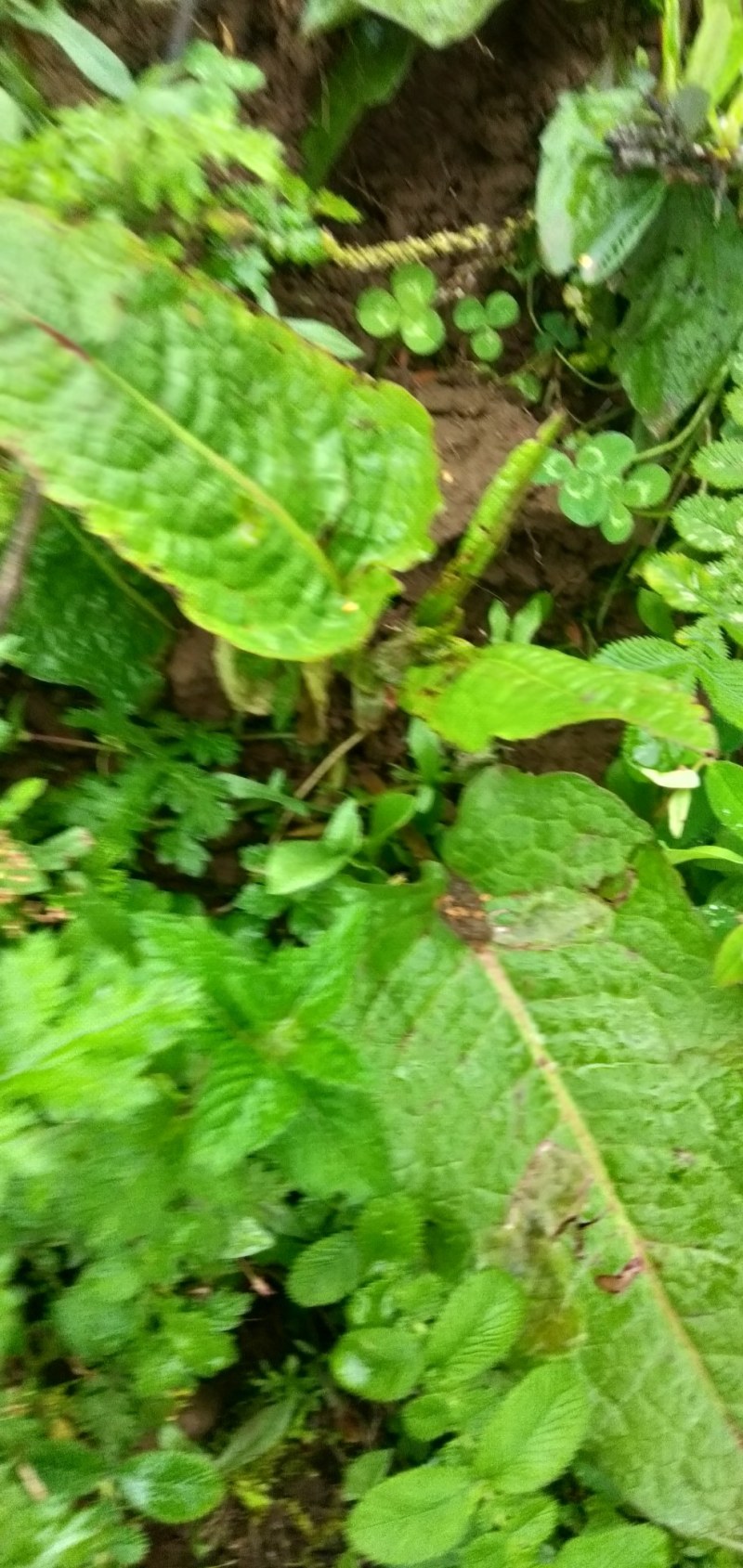 中药材土大黄，野生自采四川凉山德昌发货。