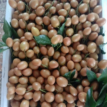 黑黄皮