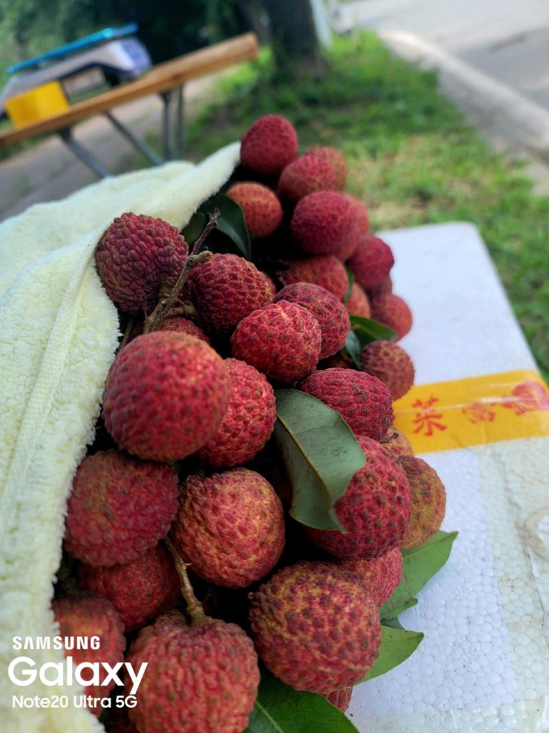 荔枝糯米桂味龙眼黑叶