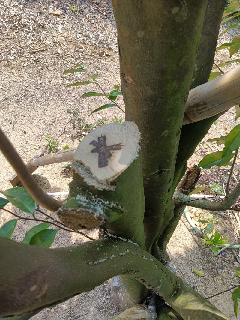 正宗（黑斑奇奇楠沉香嫁接苗）正宗黑斑奇嫁接苗生长快结香快