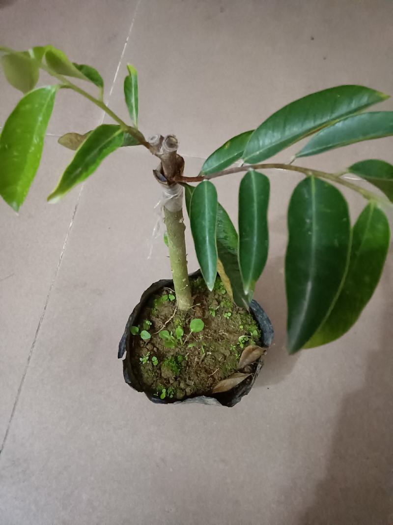 正宗（黑斑奇奇楠沉香嫁接苗）正宗黑斑奇嫁接苗生长快结香快
