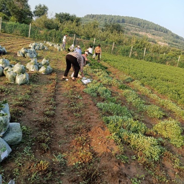 费菜养心菜，高钙菜长寿菜，基地批发，10万斤