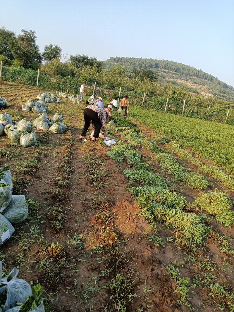 费菜养心菜，高钙菜长寿菜，基地批发，10万斤