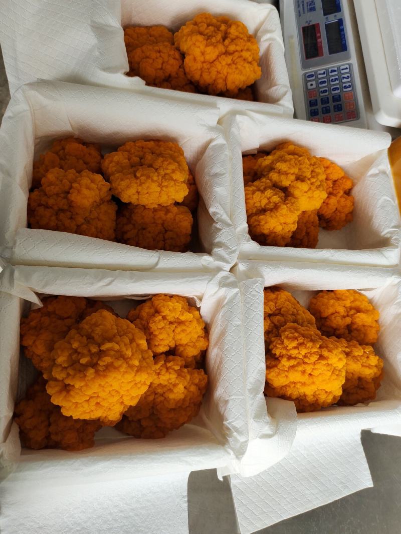 金耳是一种真菌类植物，也是一种食物。金耳是耳包革。