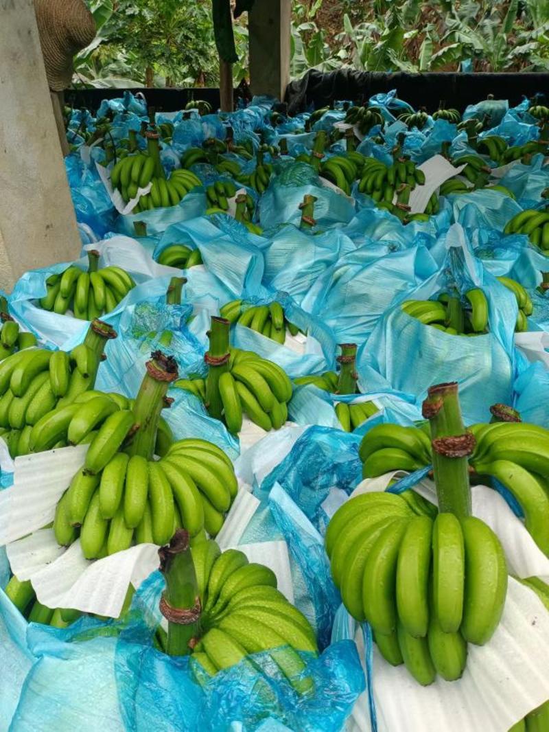 推荐热销云南山地自然熟香蕉，市场货，电商货大量接单，