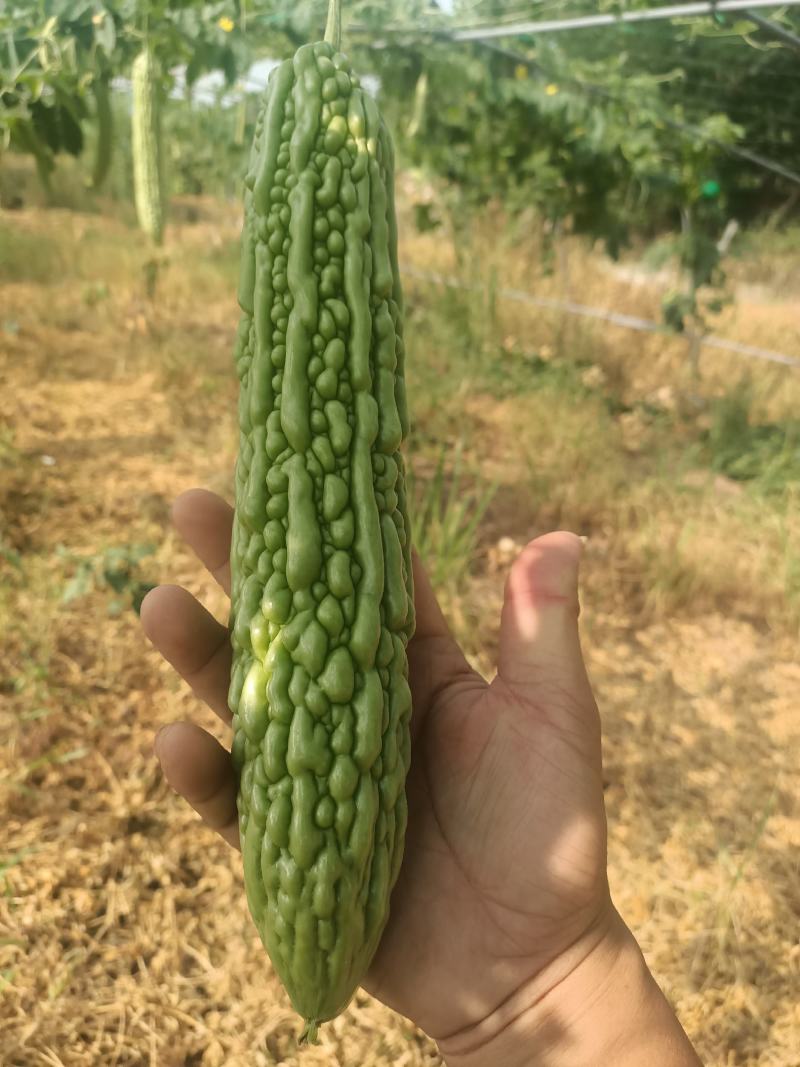 精品青油苦瓜，标准电商货，自已基地直供。日供十吨左右。