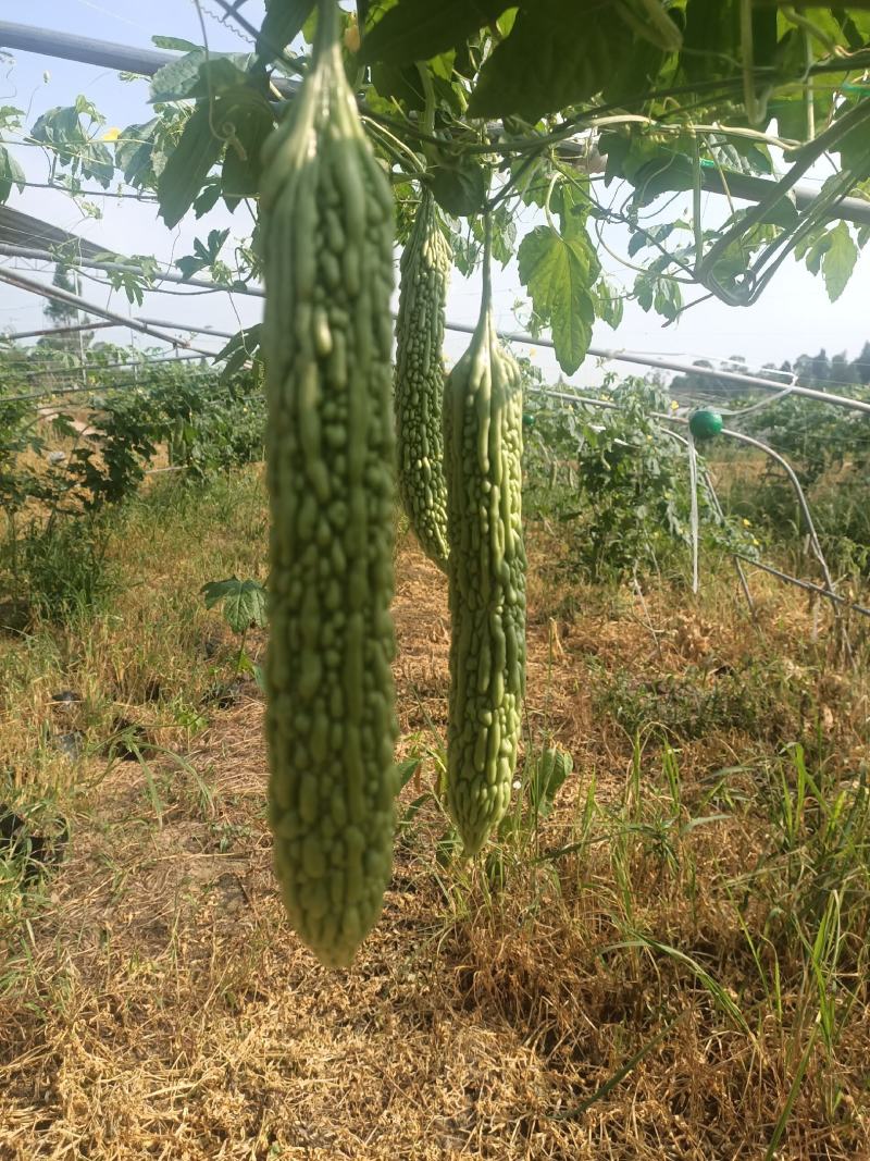 精品青油苦瓜，标准电商货，自已基地直供。日供十吨左右。