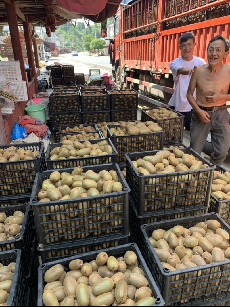 绿心猕猴桃🥝