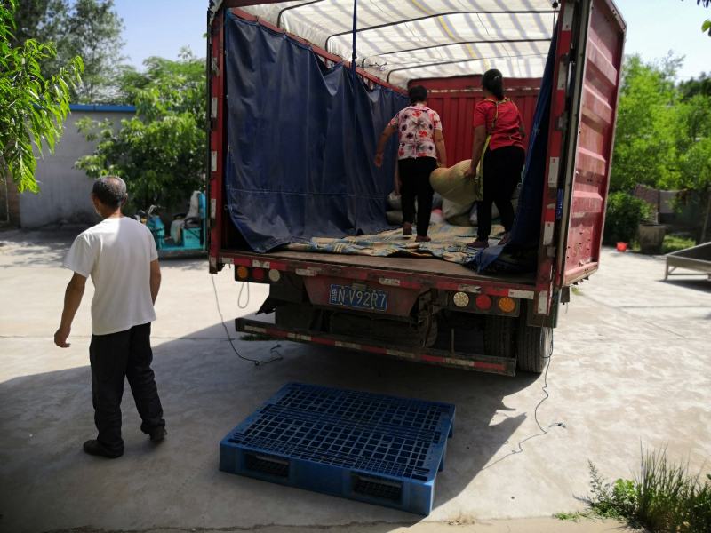 产地厂家批发红枣核枣肉核