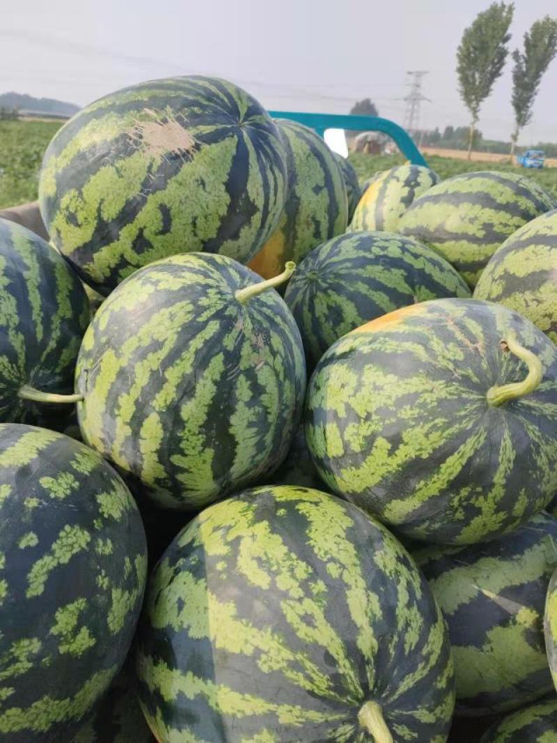 直播籽西瓜甜王大量上市头茬好瓜，甜甜甜！预购从速。