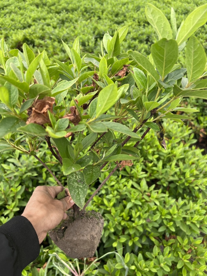 毛杜鹃，毛鹃，绍兴基地直销，毛杜鹃批发量大从优