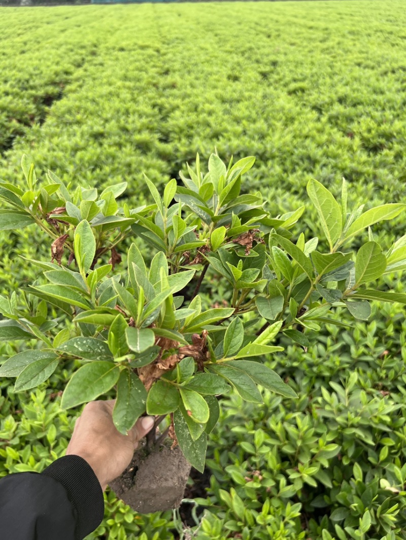 毛杜鹃，毛鹃，绍兴基地直销，毛杜鹃批发量大从优
