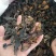 昆布中药材药用各种中药材批发零售各种规格中药材