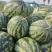 甜王头茬西瓜大量上市，河北石家庄正定点籽直播，又沙又甜