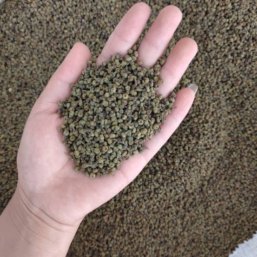 吴茱萸丹丹中药材批发产地直销，货源充足，品质保证，欢迎选购