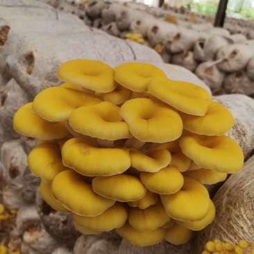 榆黄蘑，鸡油黄