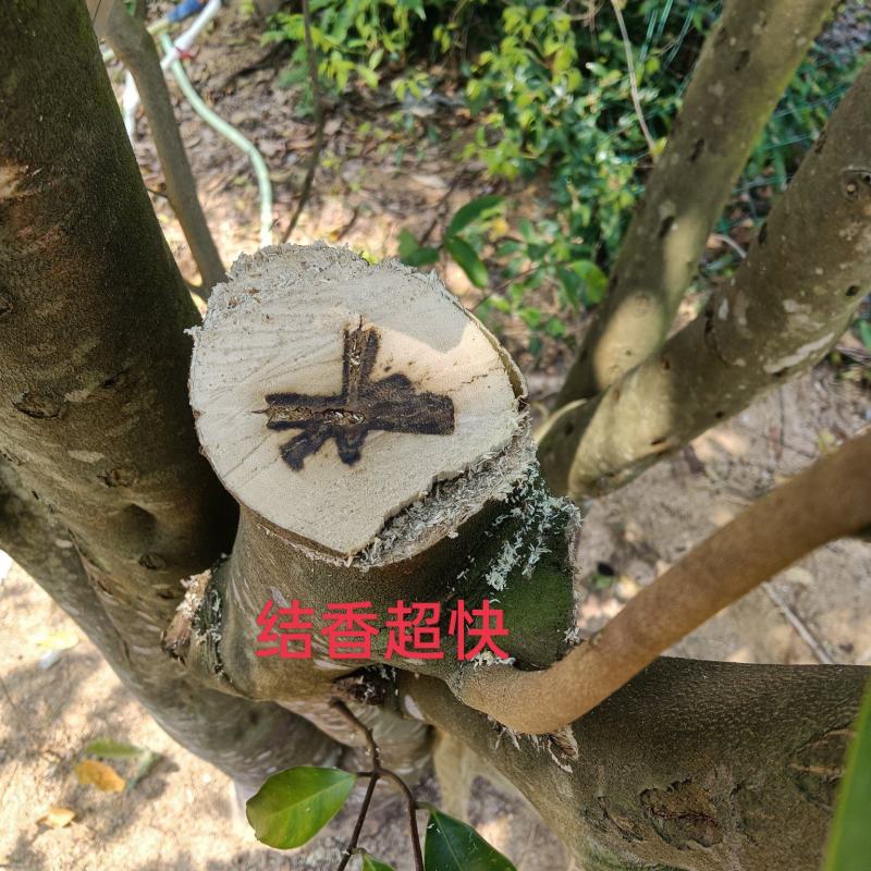正宗（黑斑奇奇楠沉香嫁接苗）正宗黑斑奇嫁接苗生长快结香快