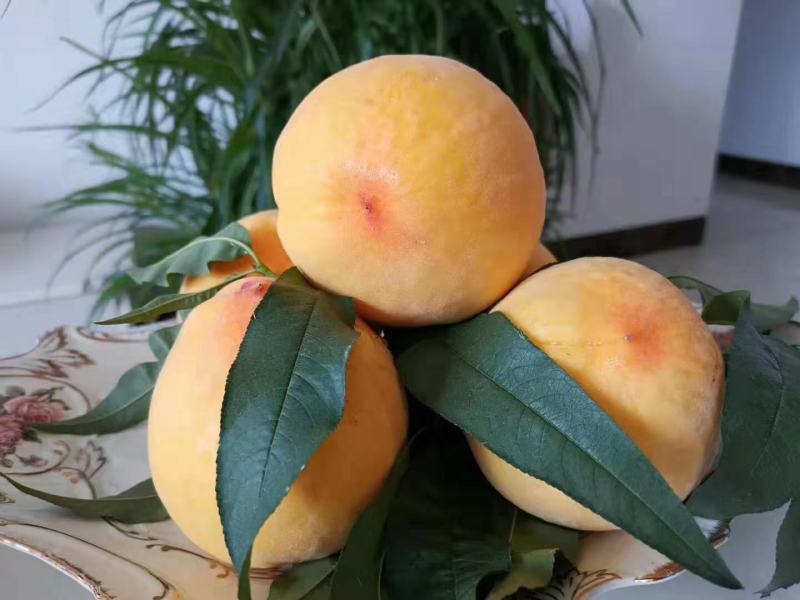 湖南精品锦绣黄桃自产自销大量供应欢迎下单咨询