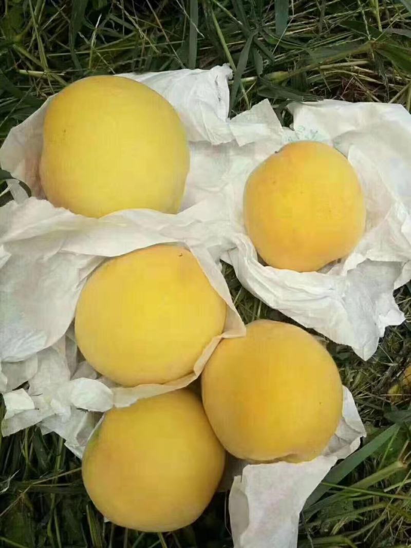 湖南精品锦绣黄桃自产自销大量供应欢迎下单咨询