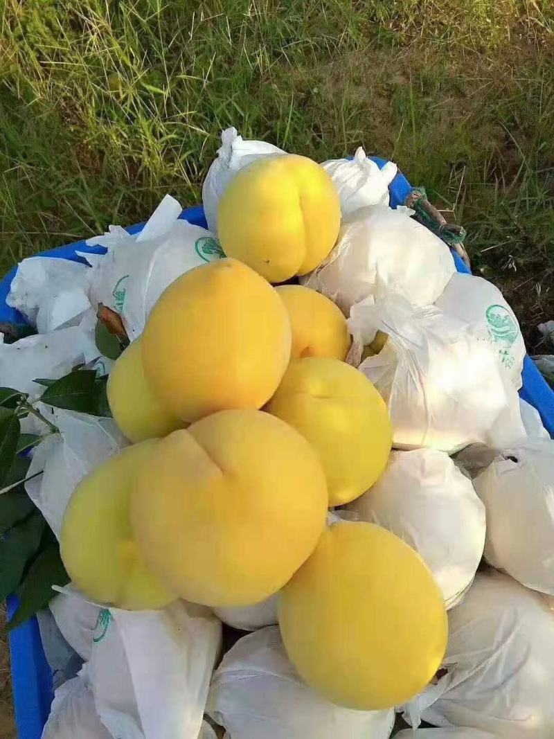湖南精品锦绣黄桃自产自销大量供应欢迎下单咨询