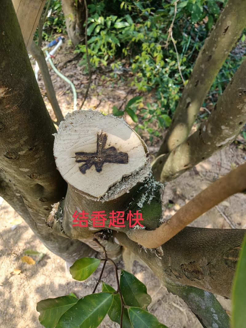 正宗（黑斑奇奇楠沉香嫁接苗）正宗黑斑奇嫁接苗生长快结香快