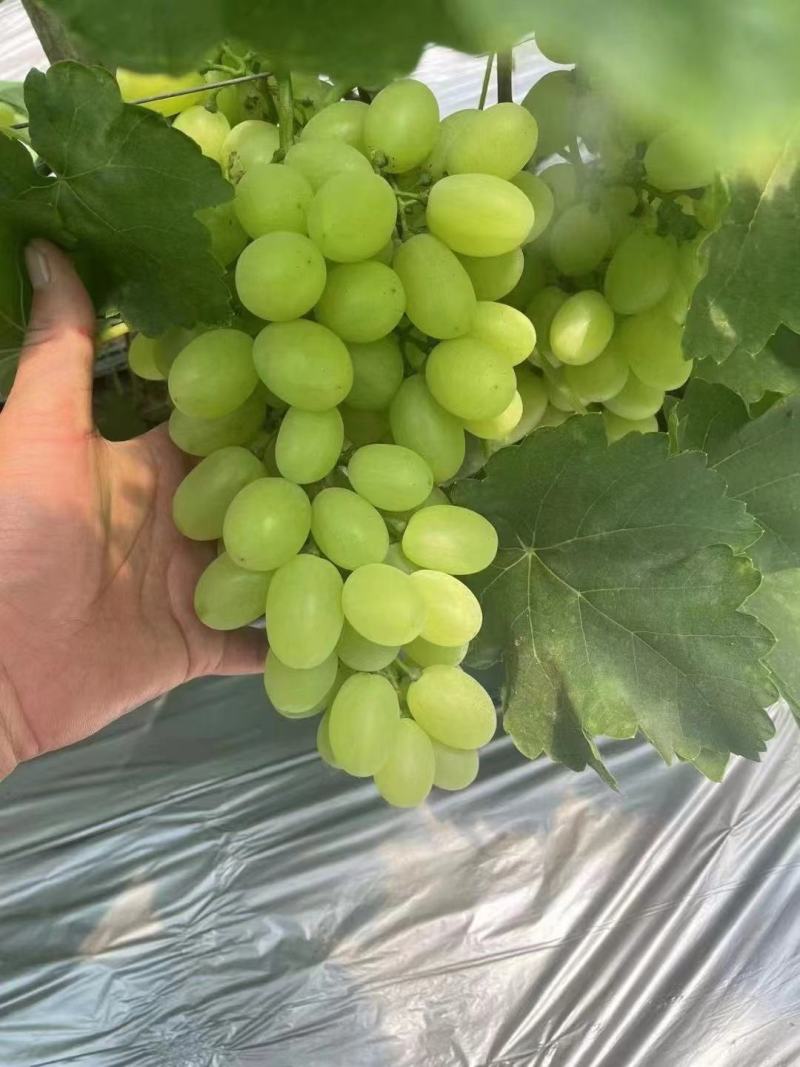 长颗粒果粉好外表透亮无黑点