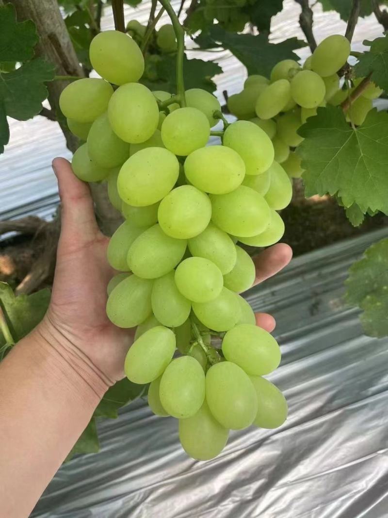 长颗粒果粉好外表透亮无黑点
