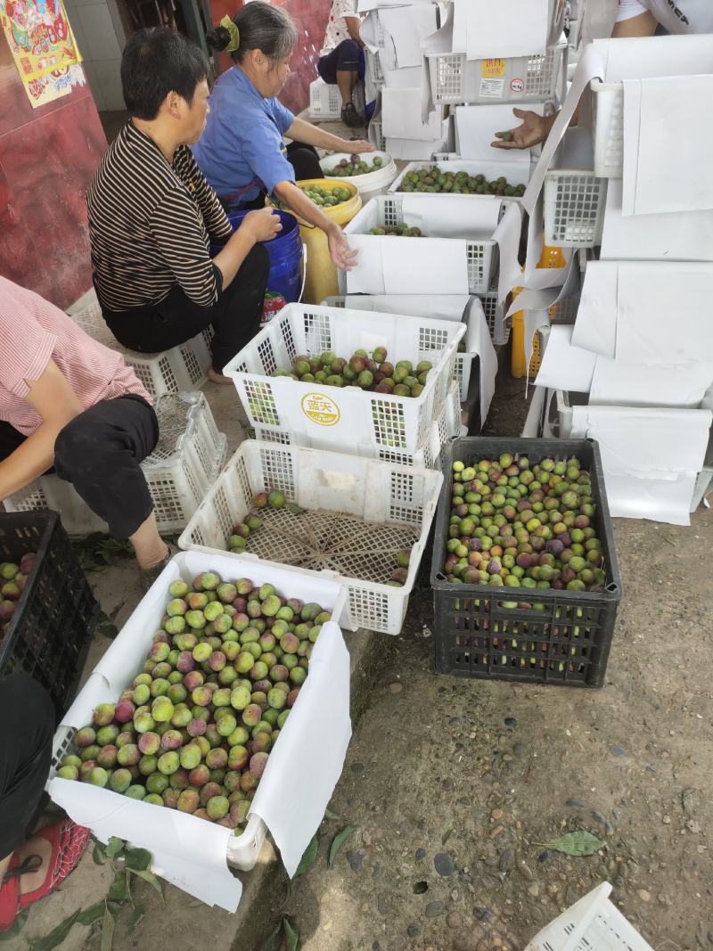 大量精品半边红上市需要的批发老板赶早ﾉ