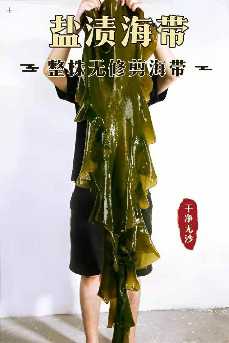 不新鲜包退5斤整颗新鲜盐渍海带特厚裙带菜、海白菜凉拌菜包
