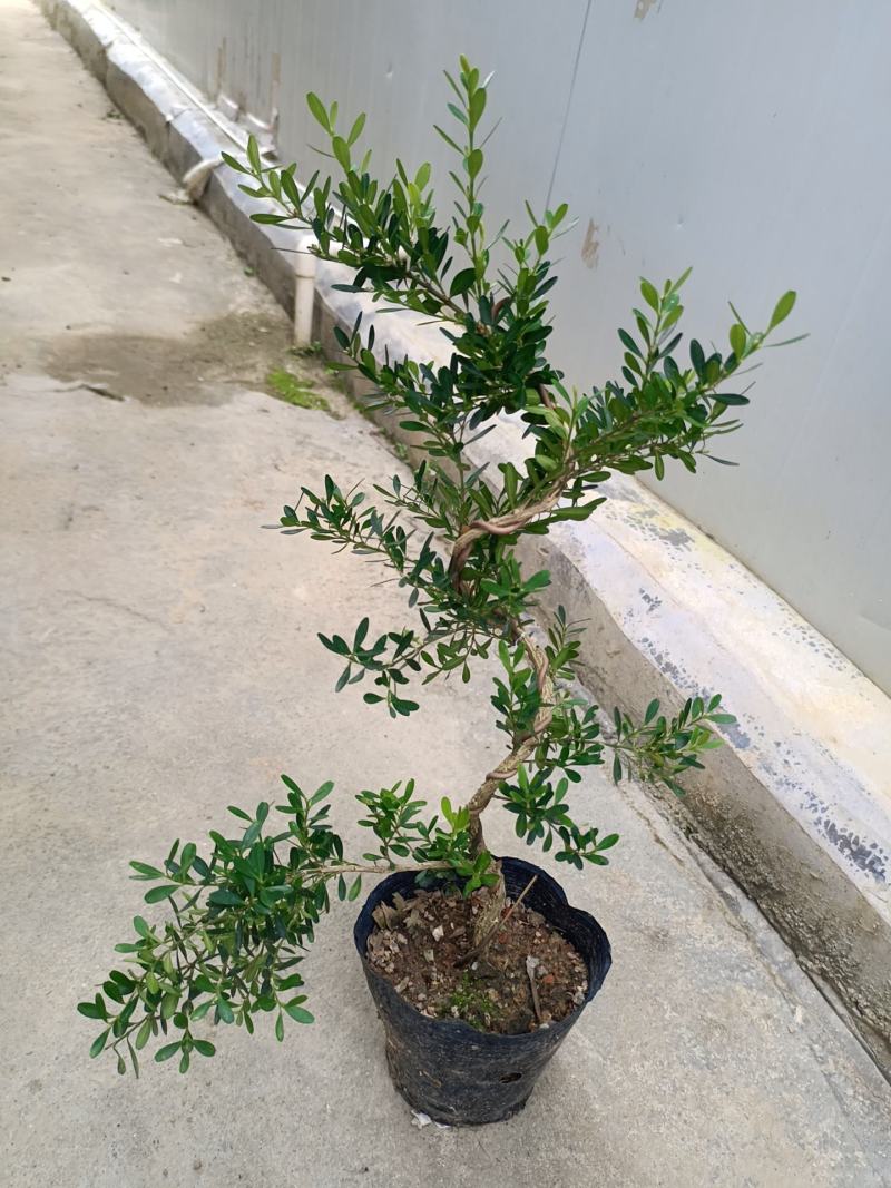 广东雀舌皱皮黄杨杯苗，广东揭阳发货