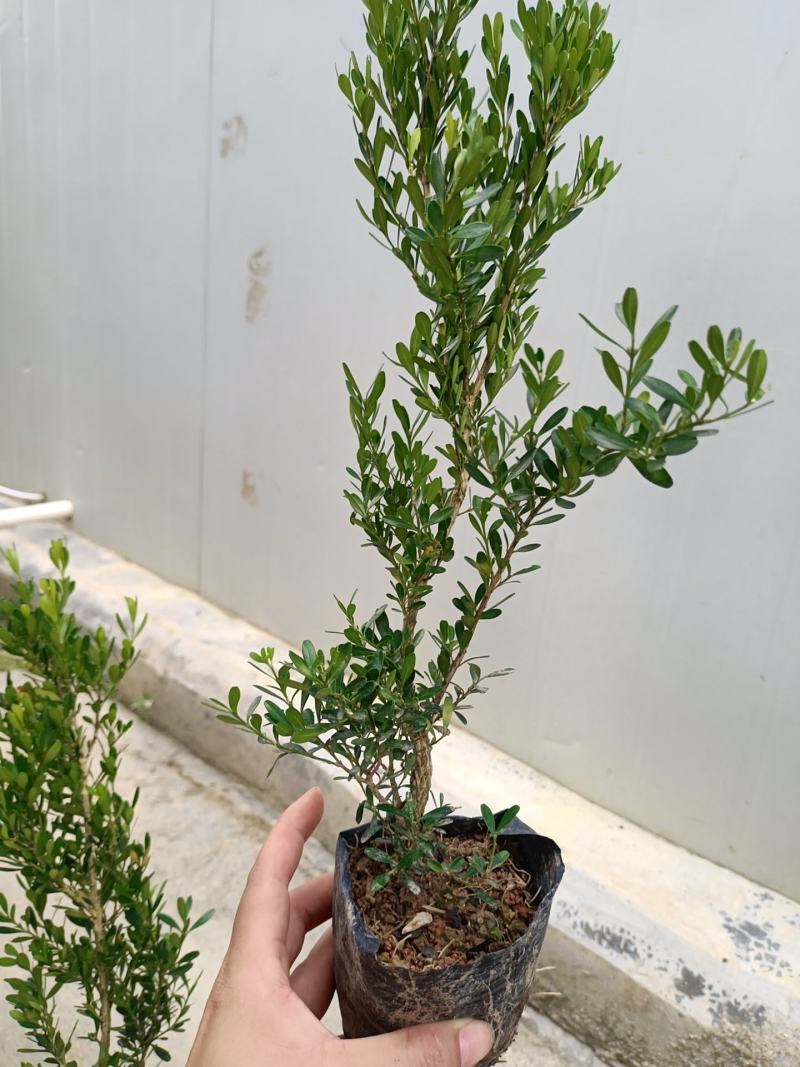 广东雀舌皱皮黄杨杯苗，广东揭阳发货