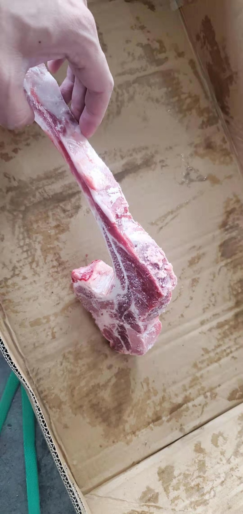多肉排骨条基地直供品质保证，常年有货